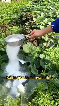 a person is spraying water on plants with a metal bucket in their hand and the words baking soda is available