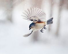 a bird flying through the air with it's wings wide open in front of snow covered trees