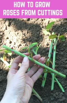 someone is holding some green plants in the dirt with text overlay that reads how to grow roses from cuttings