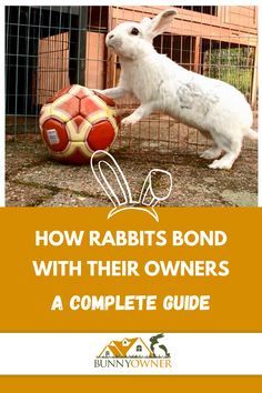 a white rabbit standing next to a soccer ball on top of a dirt ground with the words how rabbits bond with their owners a complete guide