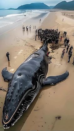 a large whale laying on top of a sandy beach next to the ocean with people standing around it