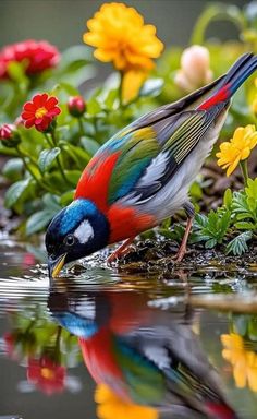 a colorful bird drinking water from a pond surrounded by flowers and other wildflowers