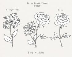 three different types of flowers are shown in this graphic style, with the names of each flower