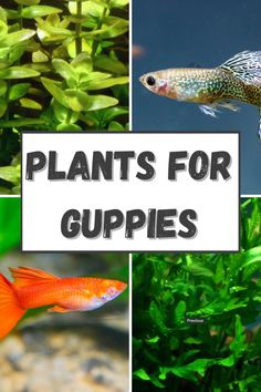 there are many different types of plants and fish in the aquarium with text overlay that reads, plants for guppies