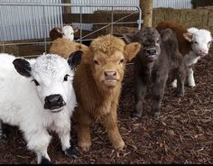 several baby sheep standing next to each other in a pen