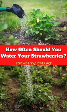 a garden with water pouring out of it and the words how often should you water your strawberries?