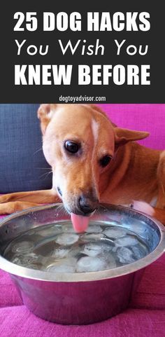 a dog drinking water out of a bowl with the words 25 dog hacks you wish you knew before