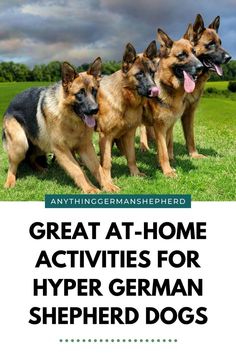 How-to-get-German-Shepherds-to-Calm-Down Jobs For Dogs At Home, German Shepherd Enrichment, High Energy Dog Activities, German Shepherd Training Tips, Dogs Jumping, Types Of German Shepherd, I Dog