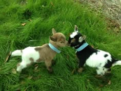 two baby goats are standing in the grass and one is sniffing at the other's ear