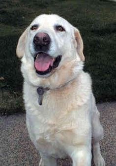 a large white dog sitting on top of a cement floor next to grass and bushes