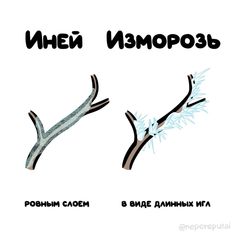 two different types of tree branches with the words russian and english