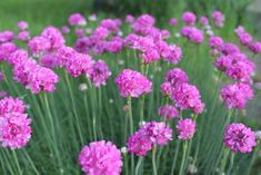 pink flowers are blooming in the garden