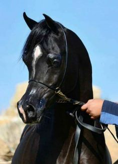 a young boy is holding the bridle of a black horse