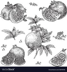 pomegranates and leaves drawn in black ink on white paper stock photo