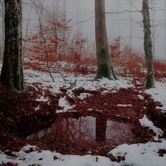 a puddle in the snow surrounded by trees with red leaves on it and foggy skies