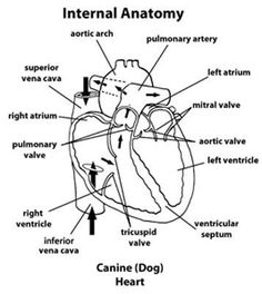 the external anatomy of the heart