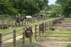 horses are lined up in their stalls at the farm