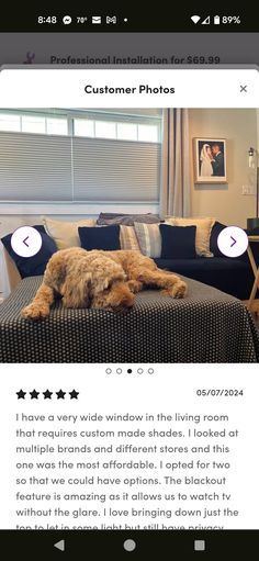 a dog laying on top of a bed next to a window in a living room