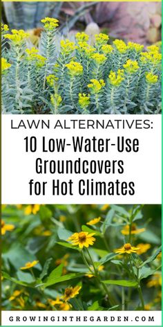 yellow flowers and green plants with the title lawn alternatives 10 low - water use groundcovers for hot climates