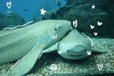 two large fish laying on top of a sandy ground next to rocks and gravels