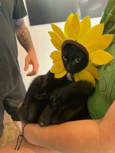 a black cat wearing a sunflower hat on its head while sitting in someone's lap