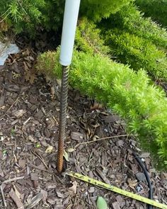 a garden hose is attached to the ground in front of some plants and dirt with a measuring tape around it