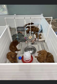 four puppies in a dog house with their food and water bowls on the floor