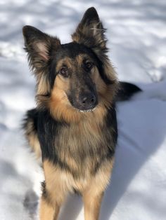 a brown and black dog standing in the snow with its head turned to the side