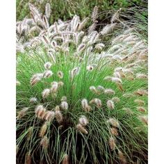 some very pretty plants in the grass