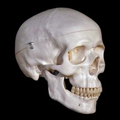 an image of a human skull with the lower jaw missing from it's left side