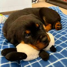 a puppy laying on top of a blue blanket with a stuffed animal in it's mouth