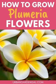 white and yellow flowers with text overlay that says how to grow plumeria flowers