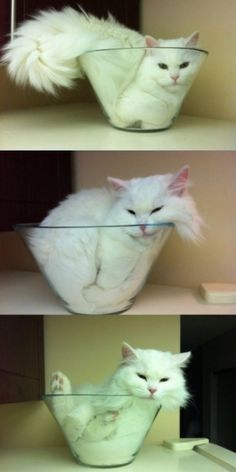 three different pictures of cats in glass bowls