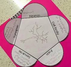 a paper plate with four different parts of a tree on it and the words neuron written in each