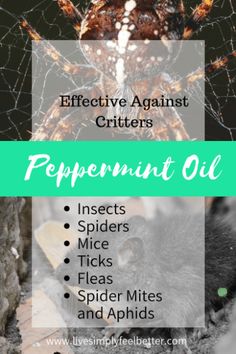 Peppermint Essential Oil | Self Healing, Spiders, Doterra, Mice, Peppermint, Essential Oil, Insects