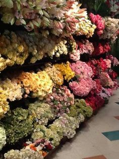 a bunch of flowers that are on display