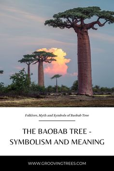 Different symbols of the baobab tree Baobab Tree Tattoo, Tree Symbolism, Family Tree Drawing, Symbolism And Meanings, Africa Trees, Site Plan Rendering, Tree Meanings, Tree Tattoo Meaning, Majestic Tree