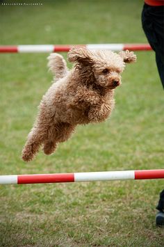 a small dog jumping over an obstacle course