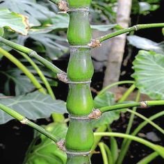 a close up of a bamboo plant with leaves in the background