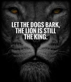 a lion with the quote let the dogs bark, the lion is still the king