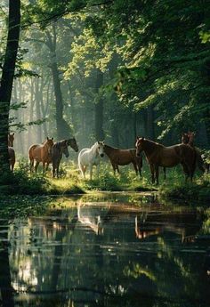 several horses are standing near the water in the woods