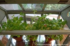 several potted plants are growing in a glass box on top of a wooden table