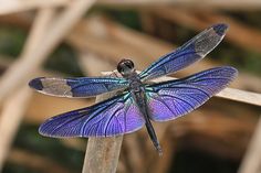 a blue dragonfly sitting on top of a wooden stick