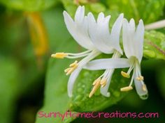 a white flower with yellow stamens and green leaves