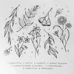 an ink drawing of flowers and plants with the words eucalyptusplas 2 wattle 3 gumnuts 4 gumnut blossom