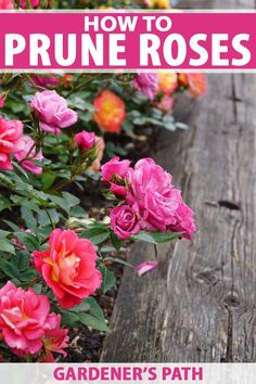 the cover of how to prune roses by garden's path, featuring pink and red flowers