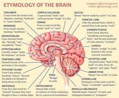 an image of the human brain with labels on its main parts and functions in it