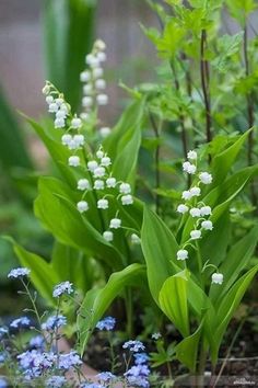 small white flowers are growing in the ground near some green leaves and blue flowers with long stems