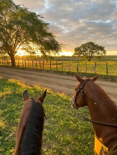 two horses standing in the grass near a dirt road