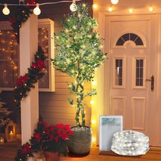 a potted plant sitting on top of a wooden table in front of a door